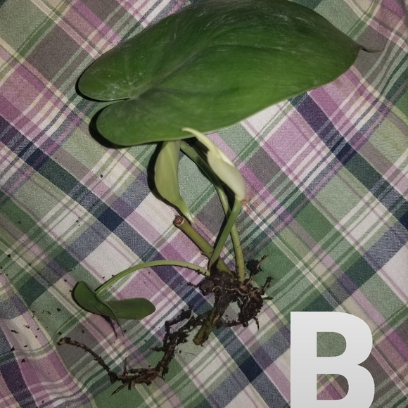 Other - Philodendron cordatum
